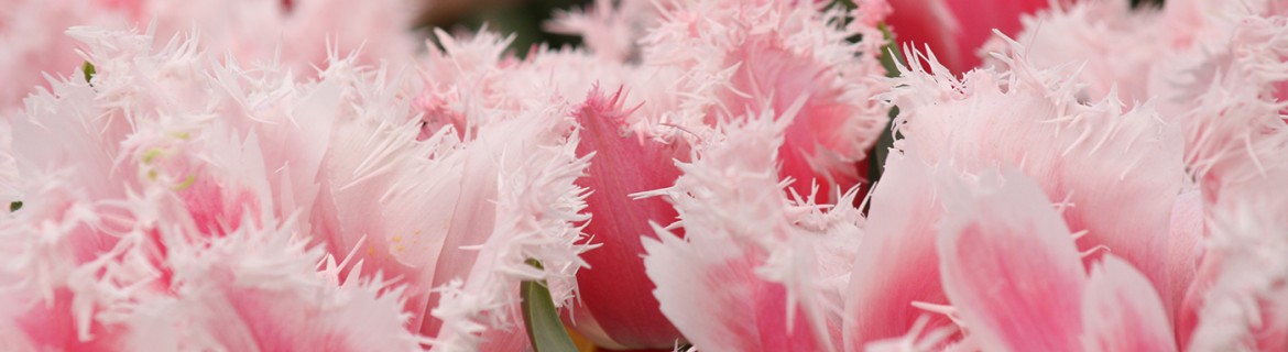 Tulip Canasta|Prachtige franje tulp, bloei vanaf half april